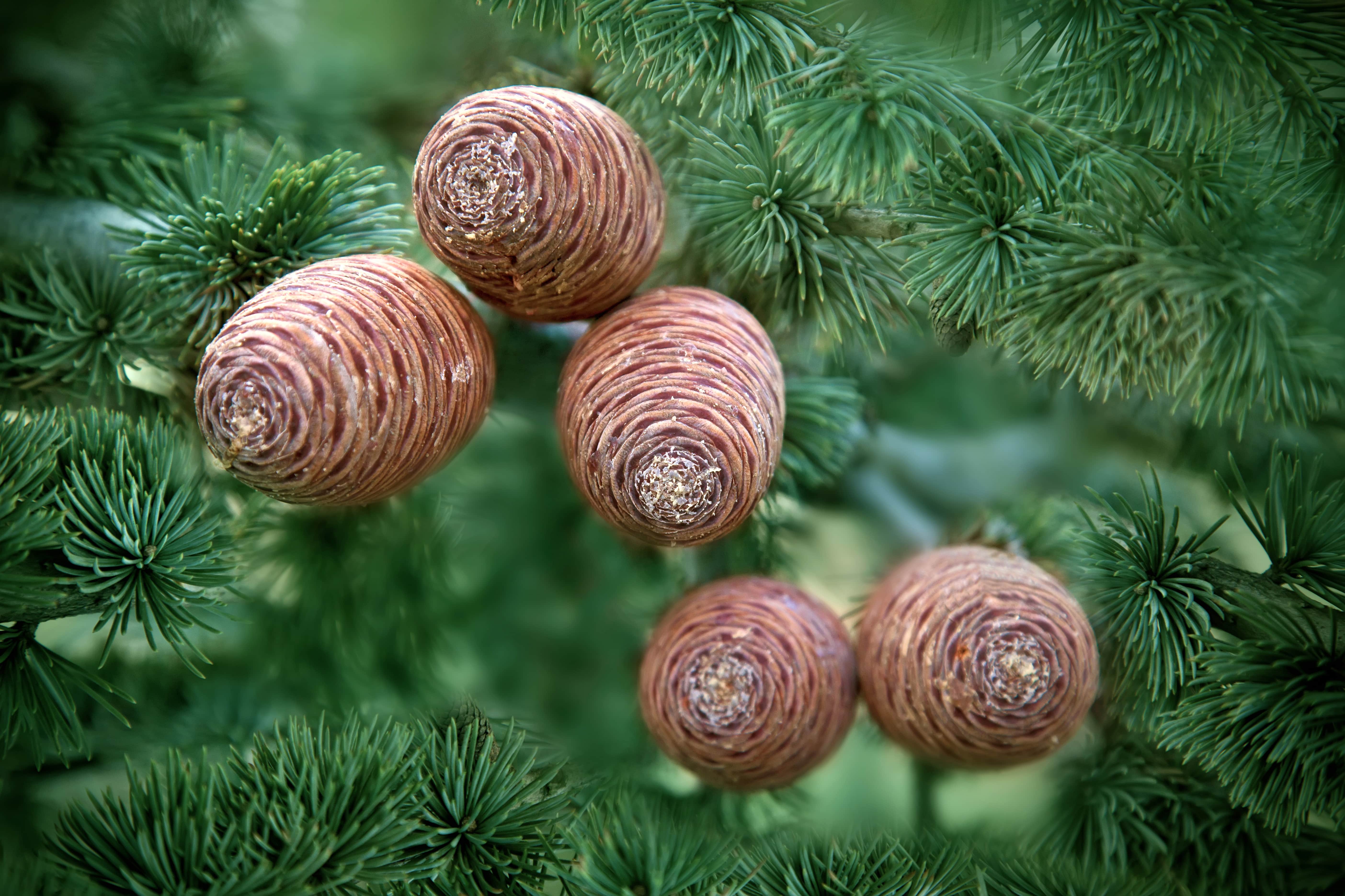 Cedarwood Atlas oil (CAS N° 8023-85-6) Cedarwood Atlas oil (CAS N° 8023-85-6)