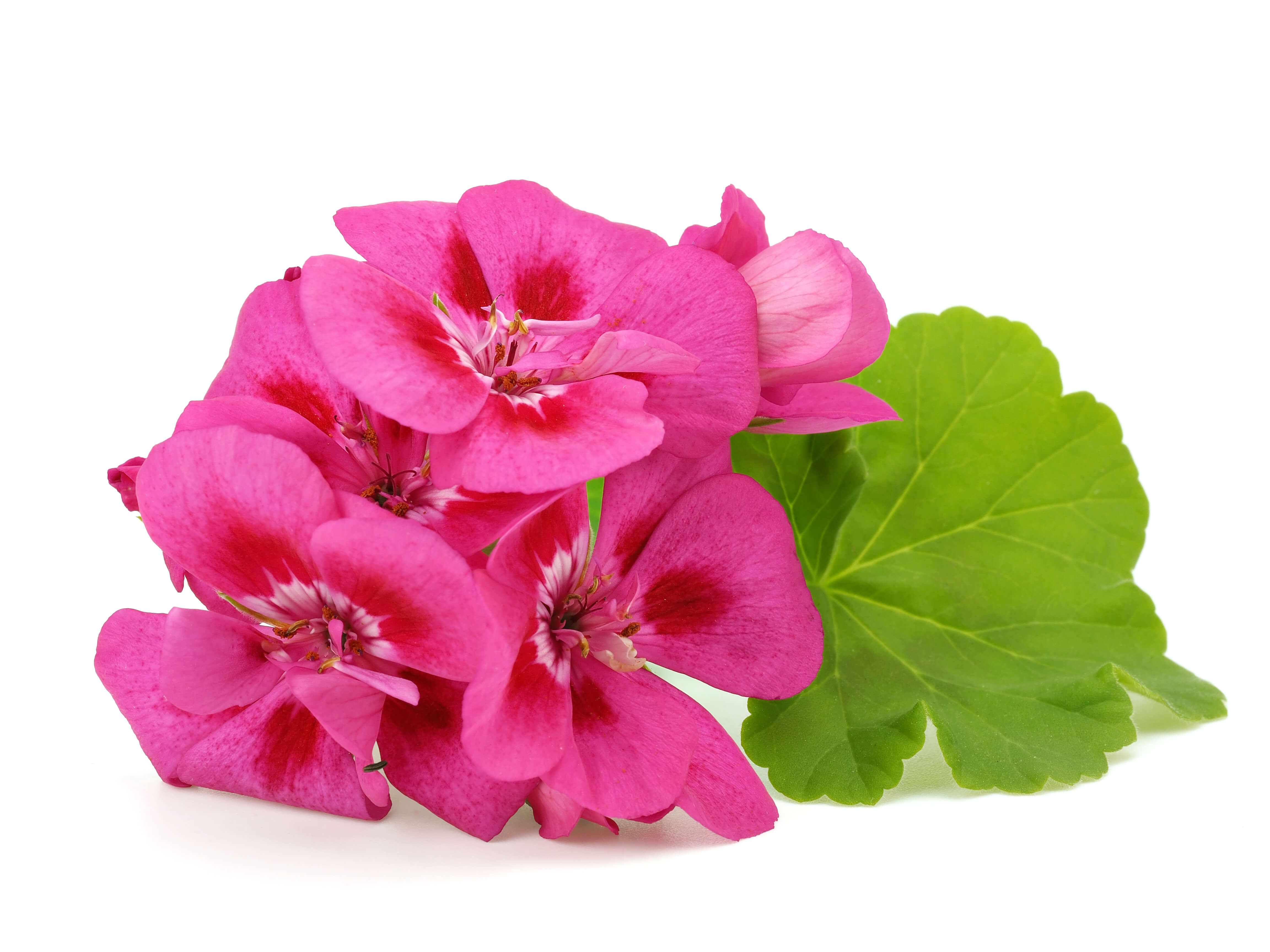 Geranium oil (bourbon) (CAS N° 8000-46-2) Geranium oil (bourbon) (CAS N° 8000-46-2)