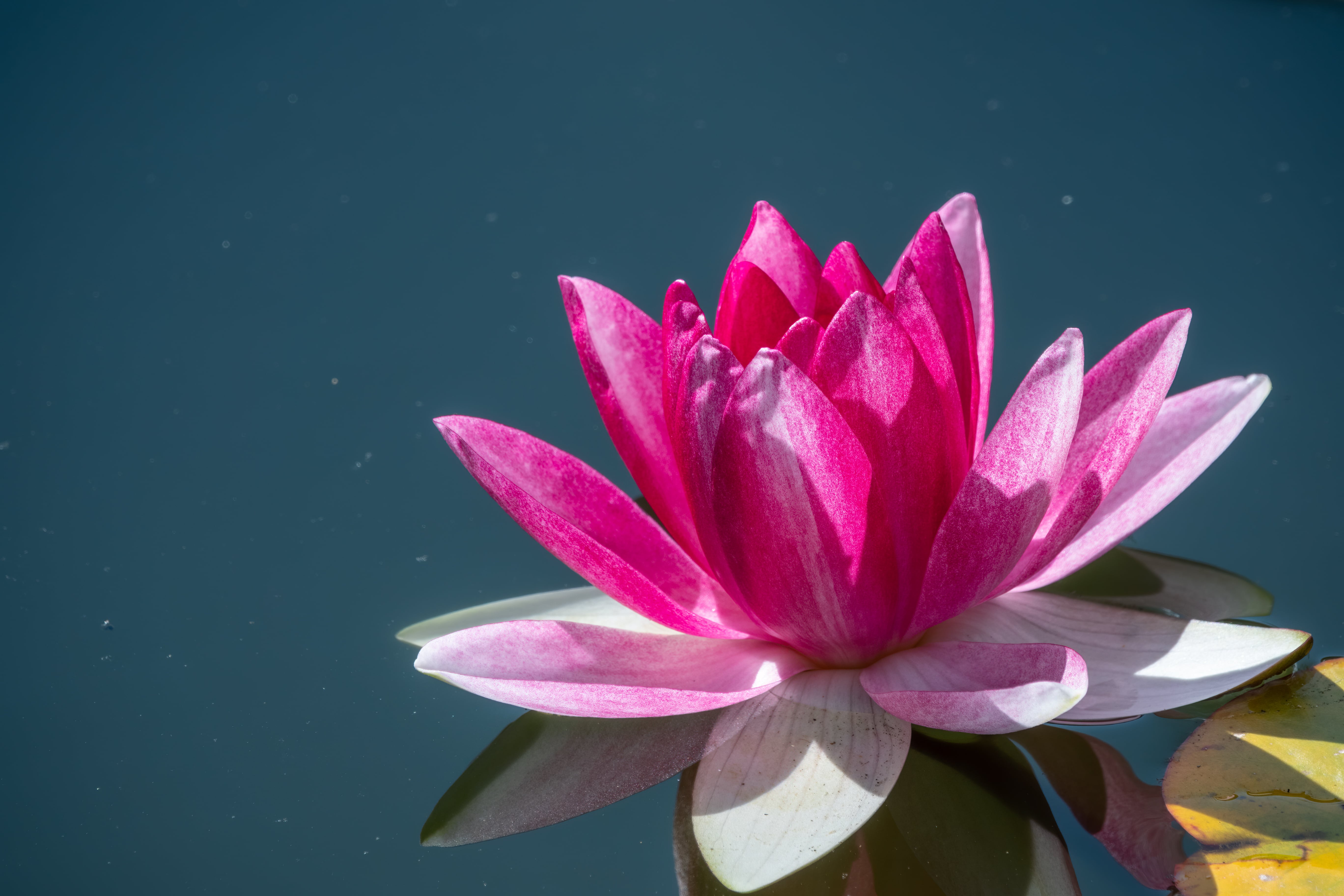 Pink lotus absolute (CAS N° 85085-51-4) Pink lotus absolute (CAS N° 85085-51-4)