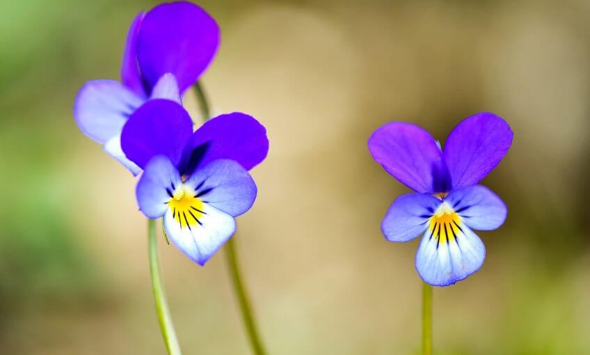 Violet Flower