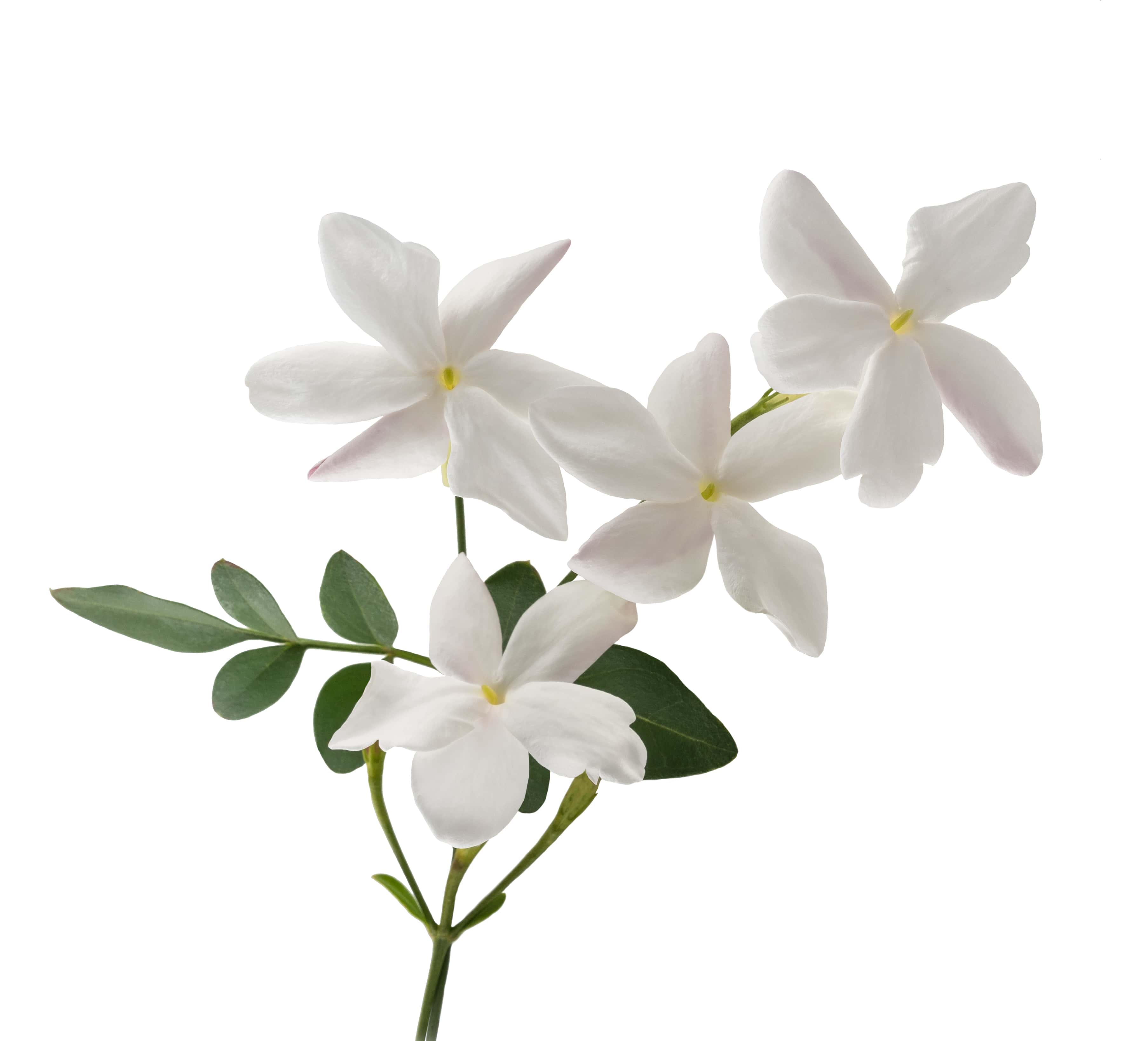 White Flowers